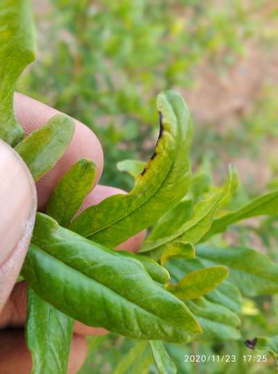 పొటాషియం లోపం - దానిమ్మ