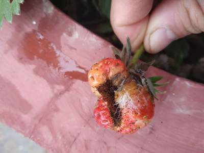 Botrytis Blight - Strawberry