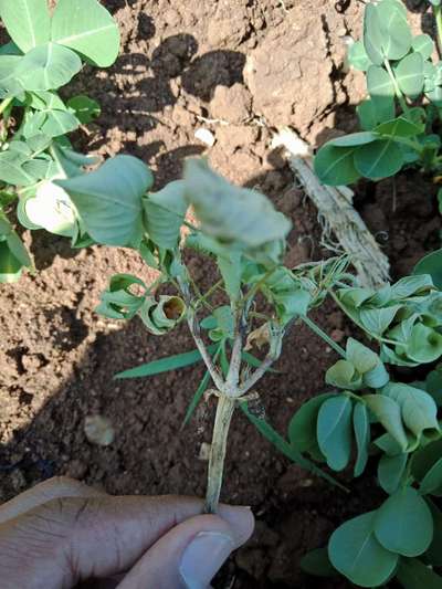 Bacterial Wilt - Peanut