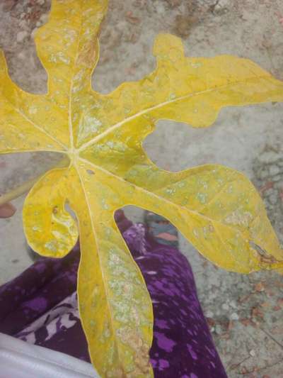 ছাতরা পোকা - পেঁপে