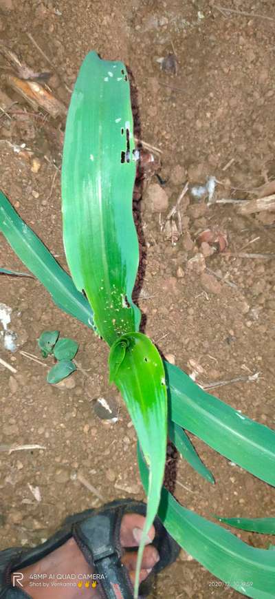 పేను బంక - చిరుధాన్యాలు