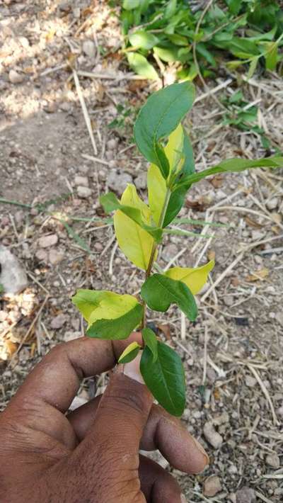 Nitrogen Deficiency - Pomegranate