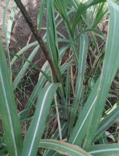 Potassium Deficiency - Sugarcane