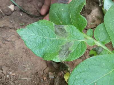 ಆಲೂಗೆಡ್ಡೆಯ ಲೇಟ್ ಬ್ಲೈಟ್ - ಆಲೂಗಡ್ಡೆ