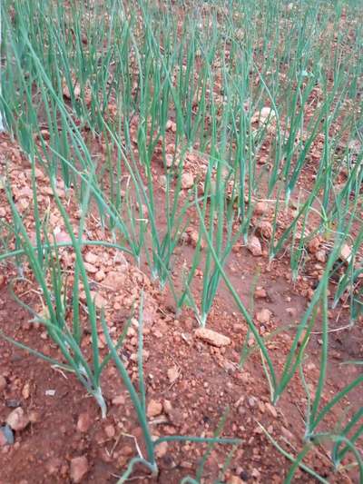 ಆರೋಗ್ಯಕರ ಸಸ್ಯ - ಈರುಳ್ಳಿ