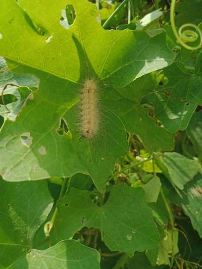 Red Hairy Caterpillar - Cucumber