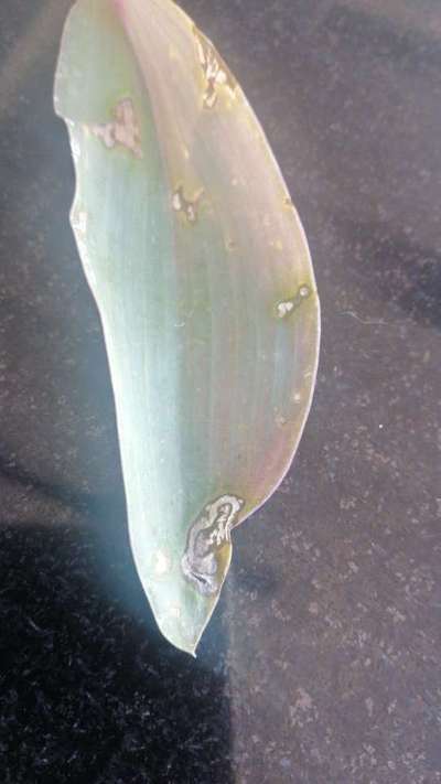 Leaf Miner Flies - Sorghum