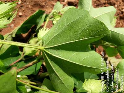 Aphids - Cotton