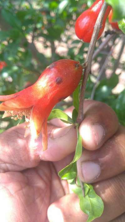 Anthracnose of Pomegranate - Pomegranate