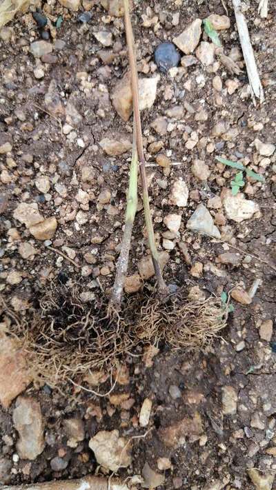 Stem Rot - Capsicum & Chilli