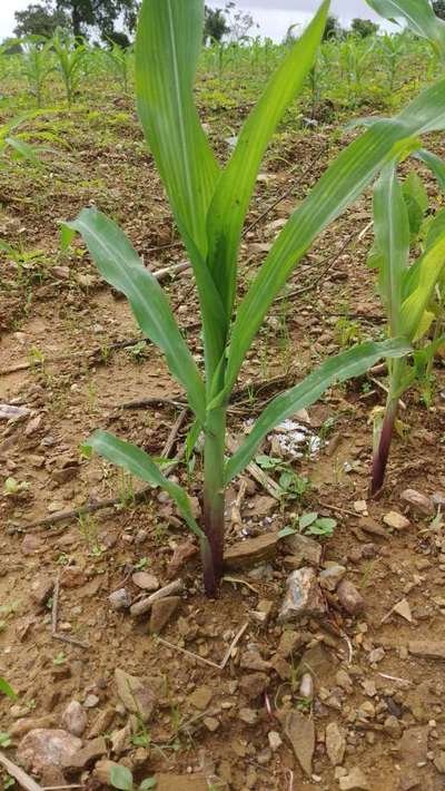 ಸಾರಜನಕ ಕೊರತೆ - ಮೆಕ್ಕೆ ಜೋಳ