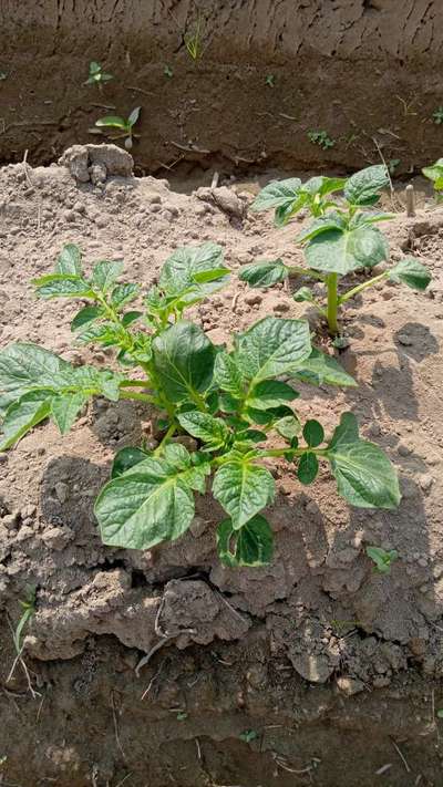 Tobacco Caterpillar - Potato