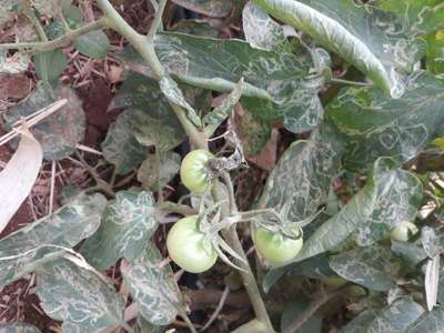 Leaf Miner Flies - Tomato