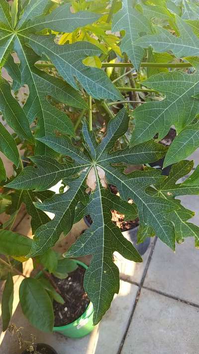 Mealybug - Papaya