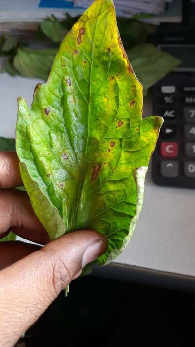 Septoria Leaf Spot - Tomato