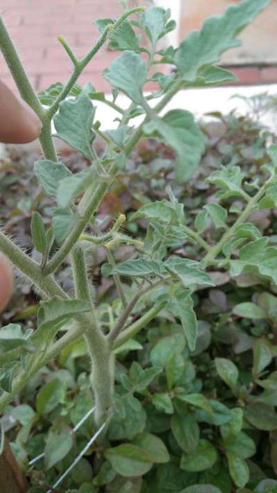 Botrytis Blight - Tomato