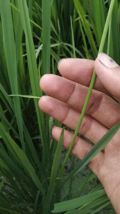 Asian Rice Gall Midge - Rice