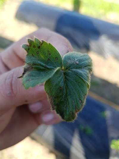Antracnose das Cucurbitáceas - Morango