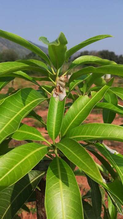 Mango Shoot Borer - Mango