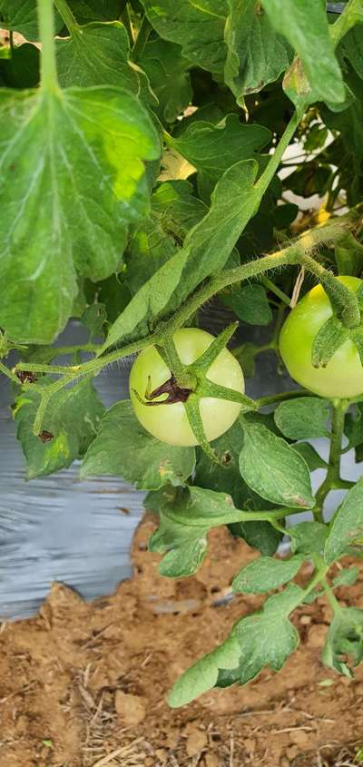 Blossom End Rot - Tomato