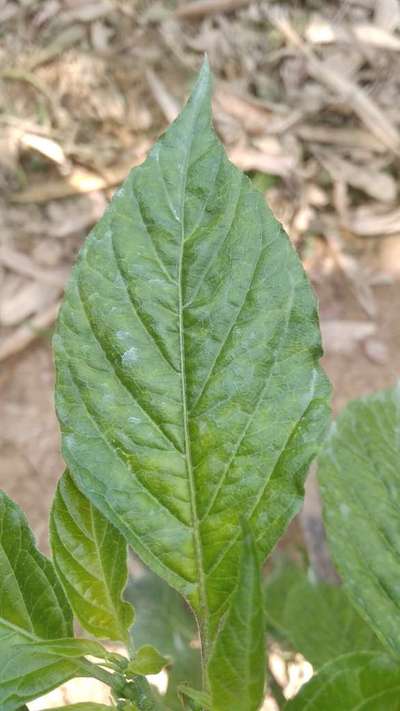 Manganese Deficiency - Tomato