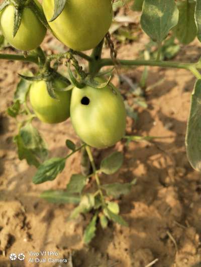 Bright Line Brown Eye - Tomato