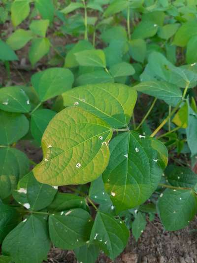 Purple Seed Stain of Soybean - Black & Green Gram