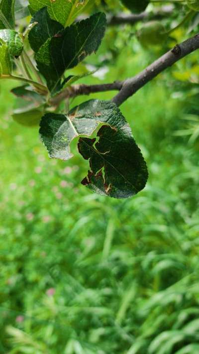 Apple Scab - Apple