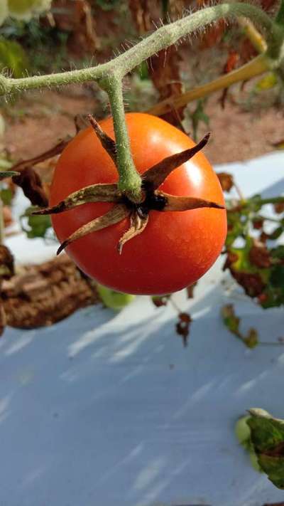 Botrytis Blight - Tomato