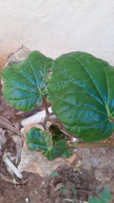 Potassium Deficiency - Cotton