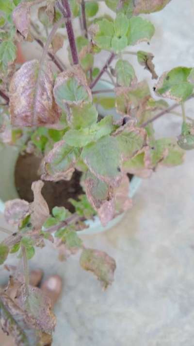 Potassium Deficiency - Tomato