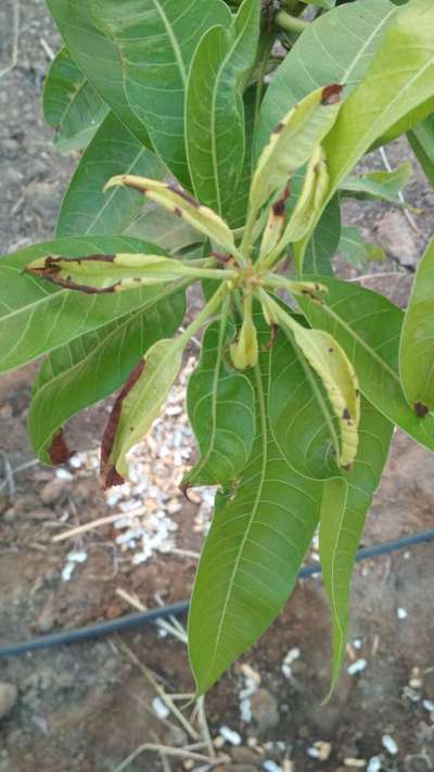 Calcium Deficiency - Mango