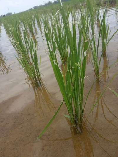 ಅಕ್ಕಿಯ ಕೊಳವೆ ಹುಳು (ಕೇಸ್ ವರ್ಮ್) - ಭತ್ತ