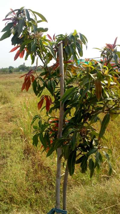 Phosphorus Deficiency - Mango