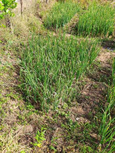 Botrytis Leaf Blight - Rice