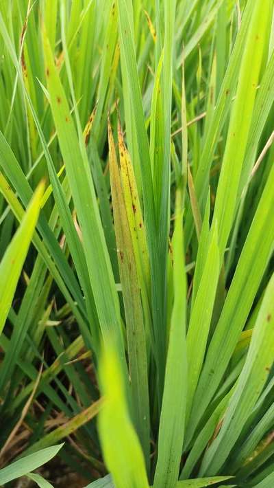 Brown Spot of Rice - Rice