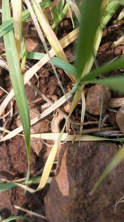 Nitrogen Deficiency - Wheat