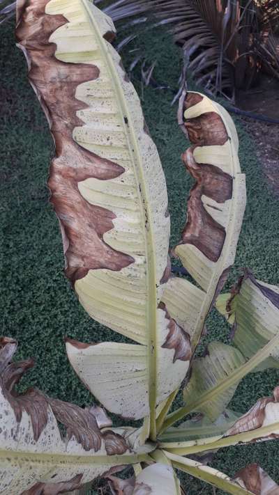 Leaf Blotch of Banana - Banana