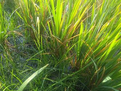 Leaf Scald of Rice - Rice