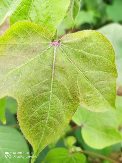 Leaf Reddening of Cotton - Cotton