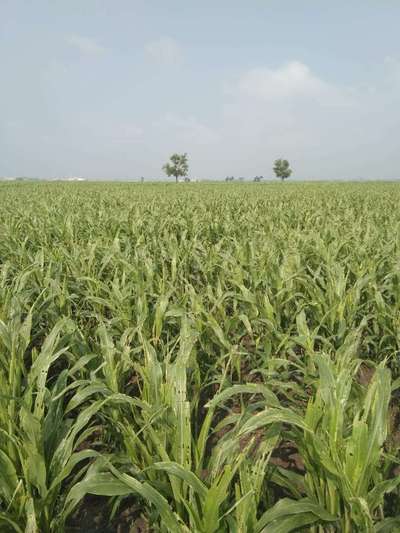 ಚುಕ್ಕೆಯುಳ್ಳ ಕಾಂಡಕೊರಕ - ಹುಲ್ಲುಜೋಳ