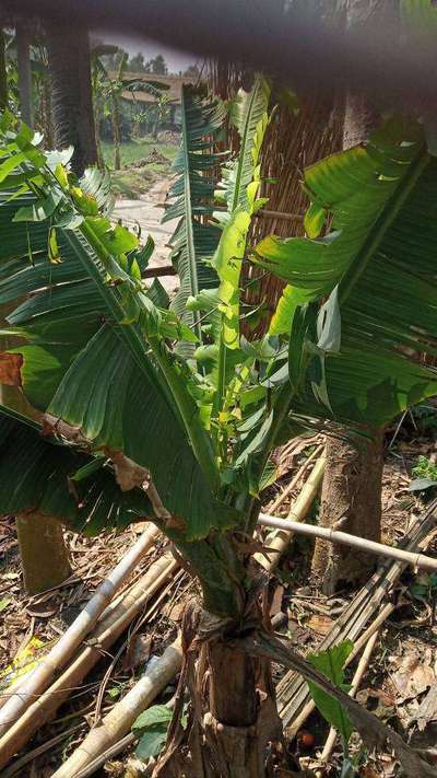 বোরনের অভাবজনিত রোগ - কলা