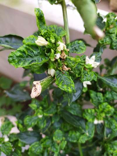 Cucumber Mosaic Virus of Pepper - Capsicum & Chilli