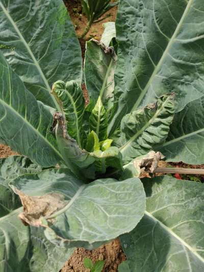 Clubroot - Cauliflower