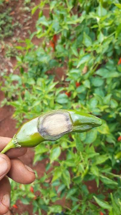 Queimadura Solar Abiótica - Pimentão e Pimenta