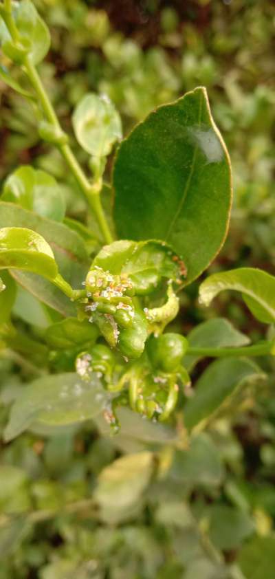 Powdery Mildew - Citrus