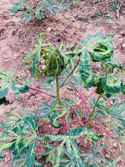 Cassava Mosaic Disease - കപ്പക്കിഴങ്ങ്