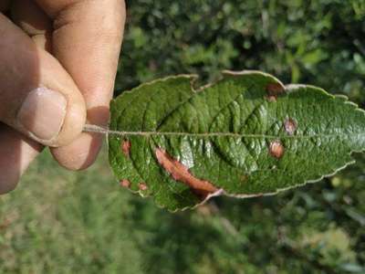 Anthracnose of Apple - Apple