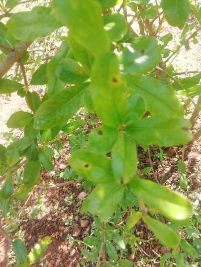 Anthracnose of Pomegranate - Pomegranate