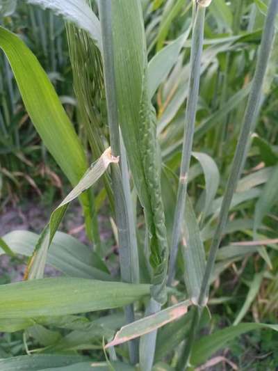 Boron Deficiency - Wheat